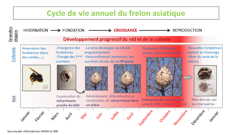 cycle de vie annuel frelon