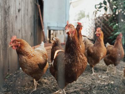 opération poules